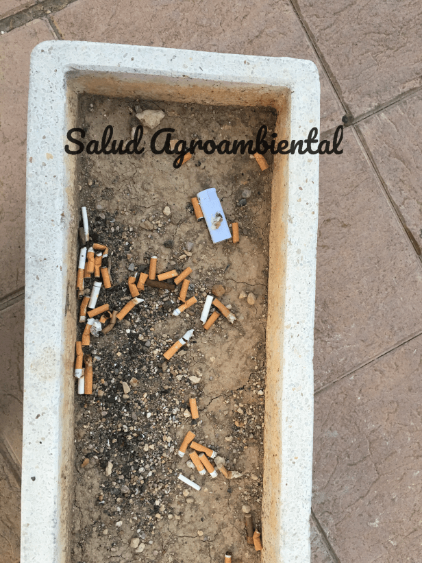 Colillas en un macetero a la salida del hospital